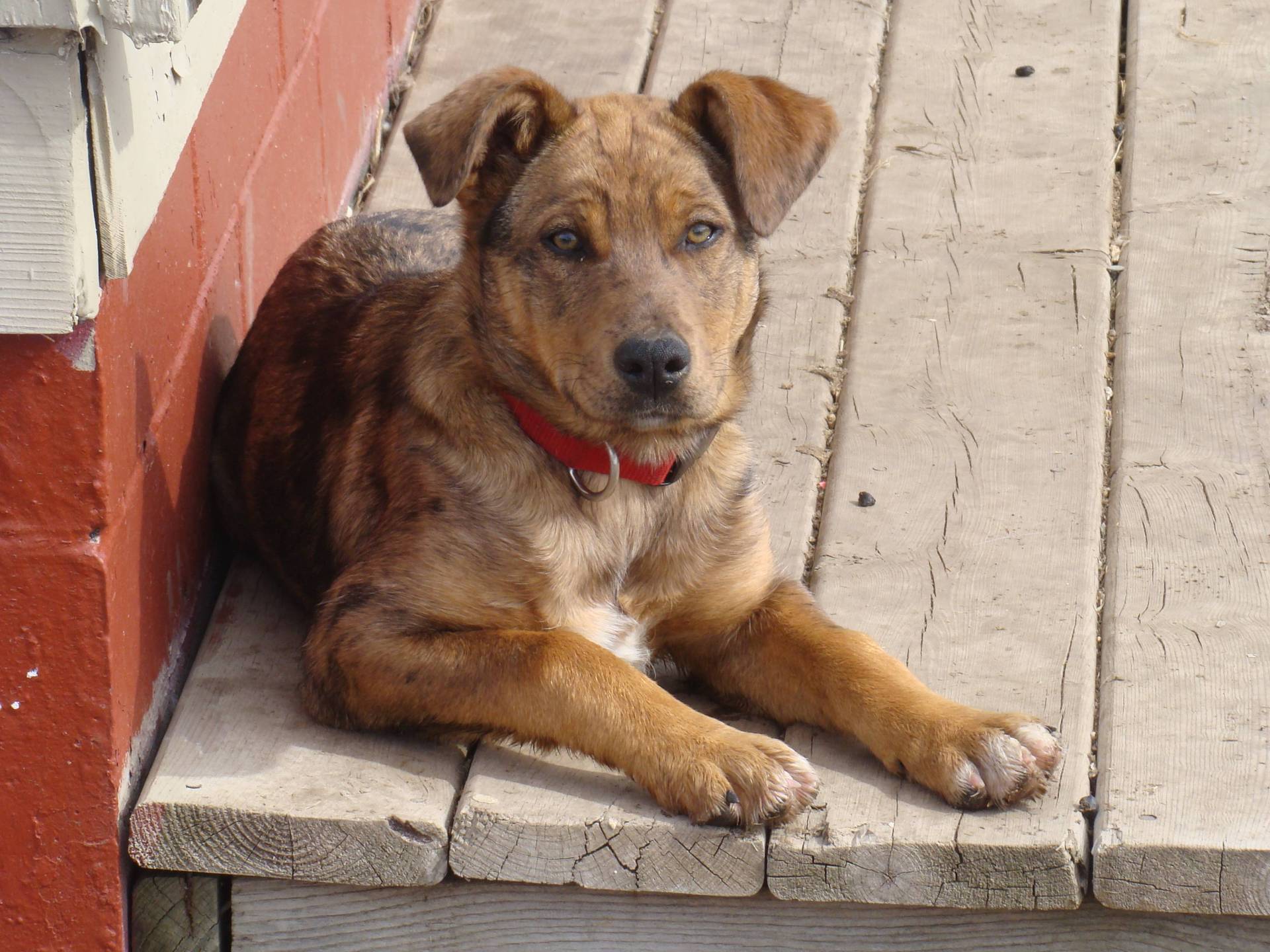 border collie x catahoula