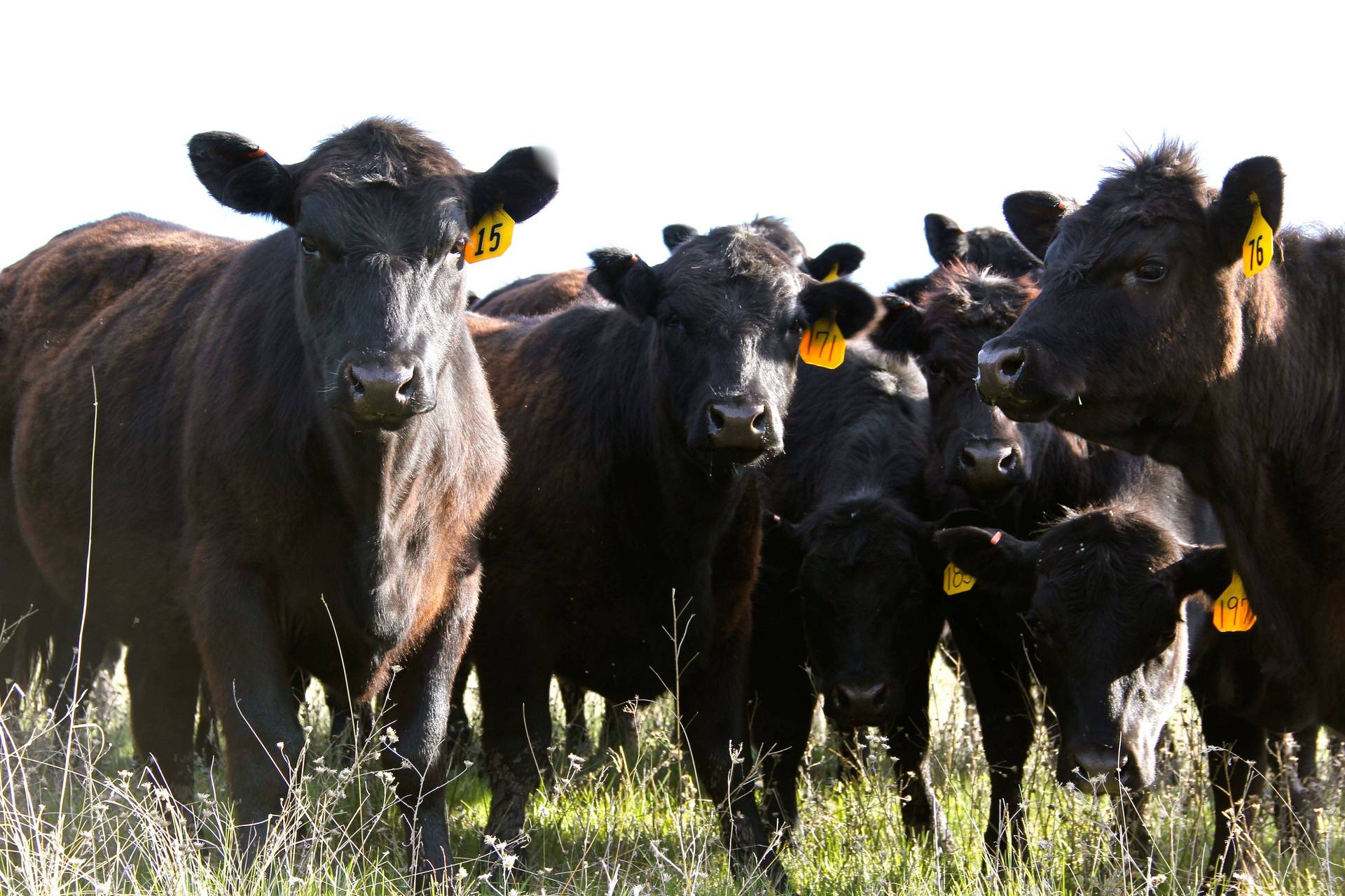 200 Bred Angus Heifers For Sale Montana
