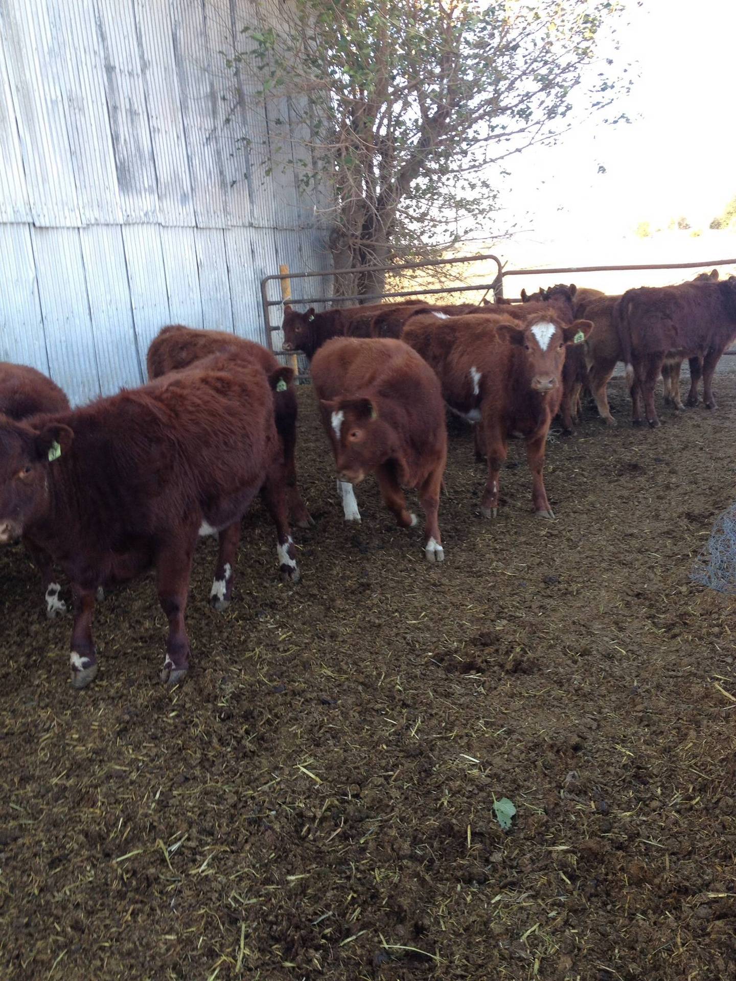 16 - Hereford/Angus Heifers - California