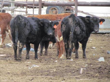 2 - Yearling Angus Bulls - Washington