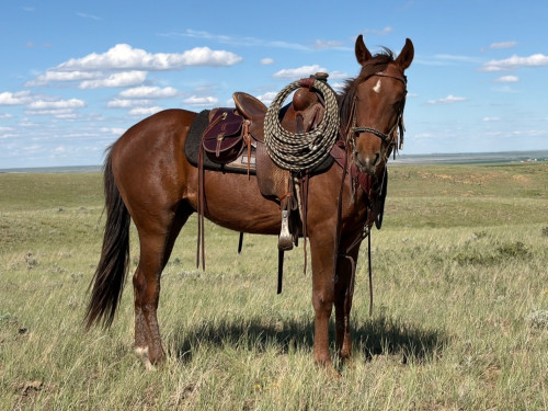 Colonel (Quarter Horse, Gelding) in Chester, MT