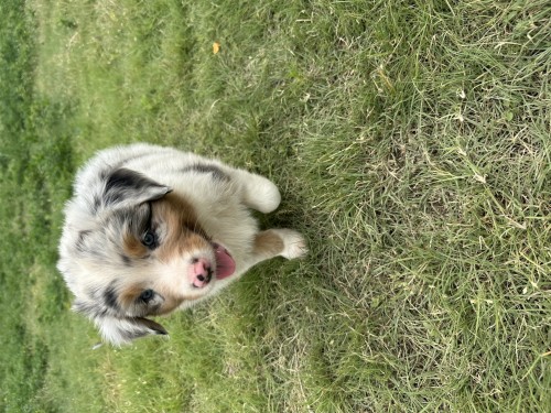 Australian Shepherd (Australian Shepherd, 1 mo) in Texhoma, OK