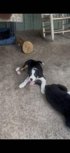 Border Collie (Border Collie, Male) in Mountain Home, TX