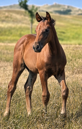 Draft (Percheron, Belgian, Clydesdale, Shire)