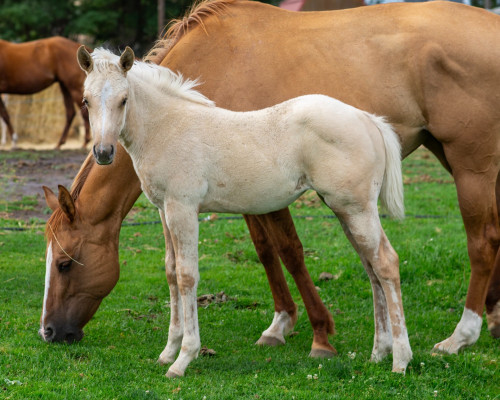 Quarter Horse (Quarter Horse, Filly (under 4)) in Connell, WA