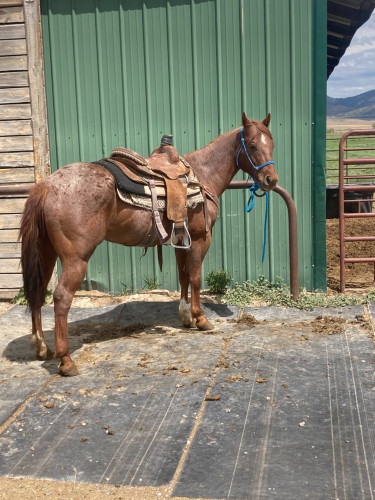 Quarter Horse (Quarter Horse, Gelding) in Virginia, ID