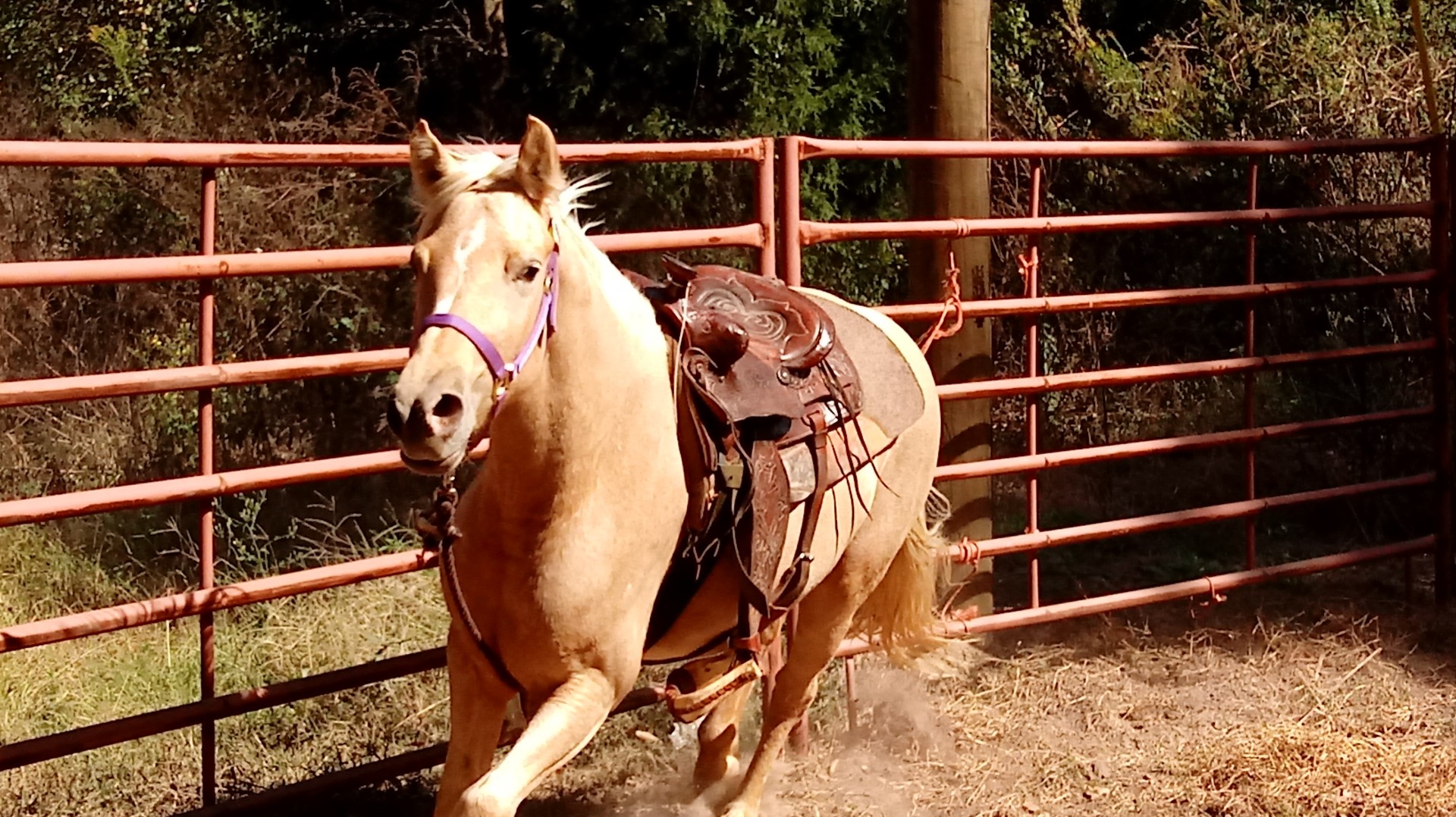 Wanted Horse trainer Texas