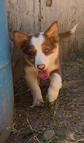 Border Collie
