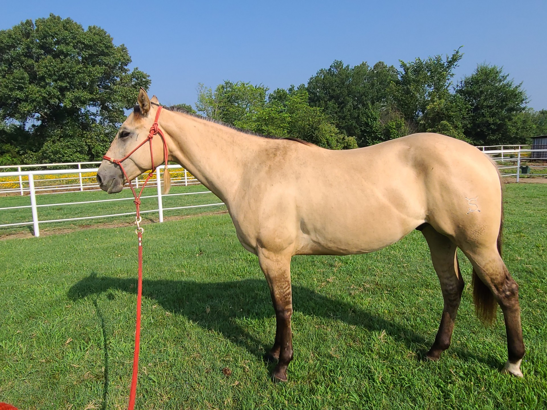 5 2 21 dunskin gelding
