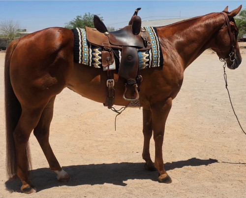 Quarter Horse (Quarter Horse, Mare) in Tonopah, AZ