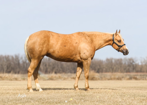 Quarter Horse (Quarter Horse, Mare) in Crookston, MN