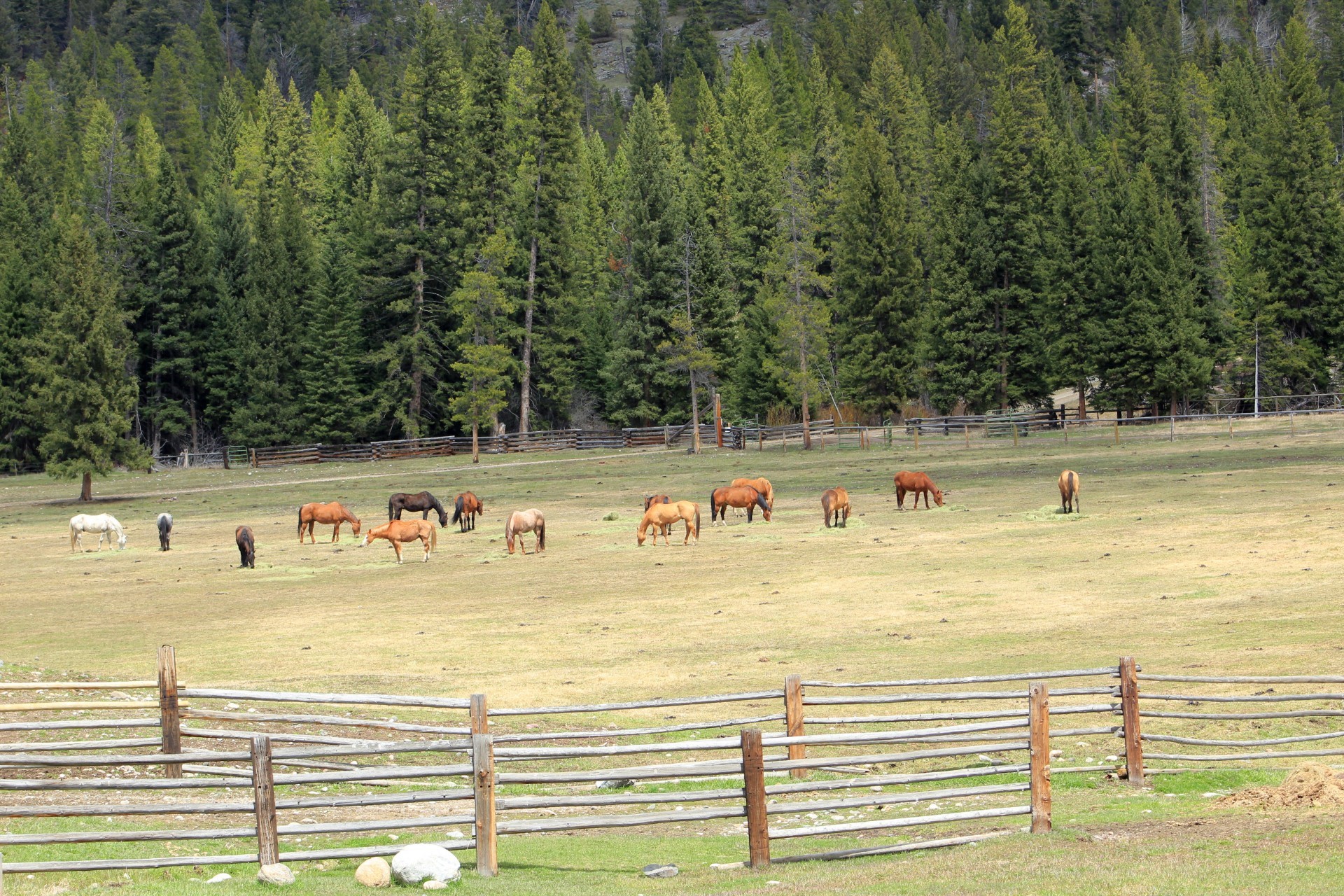 Wanted - Horse Wrangler - Wyoming