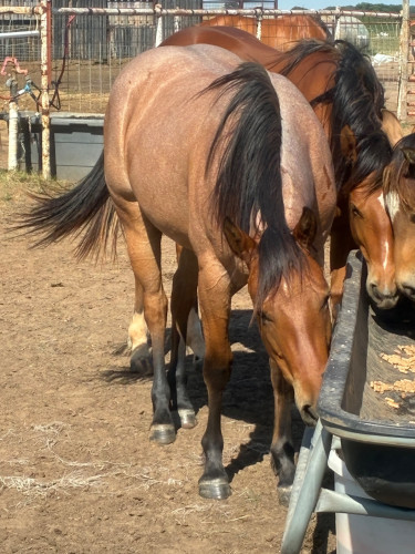 Quarter Horse (Quarter Horse, Filly (under 4)) in Ames, OK