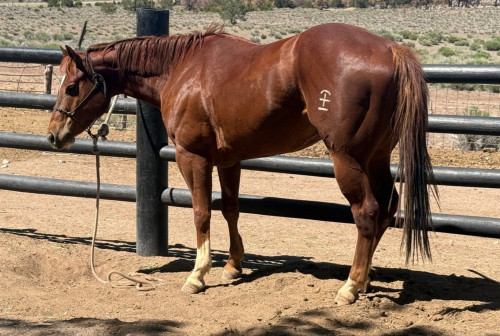 Quarter Horse (Quarter Horse, Gelding) in Durango, CO