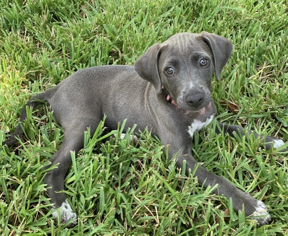 Blue Lacy Puppy