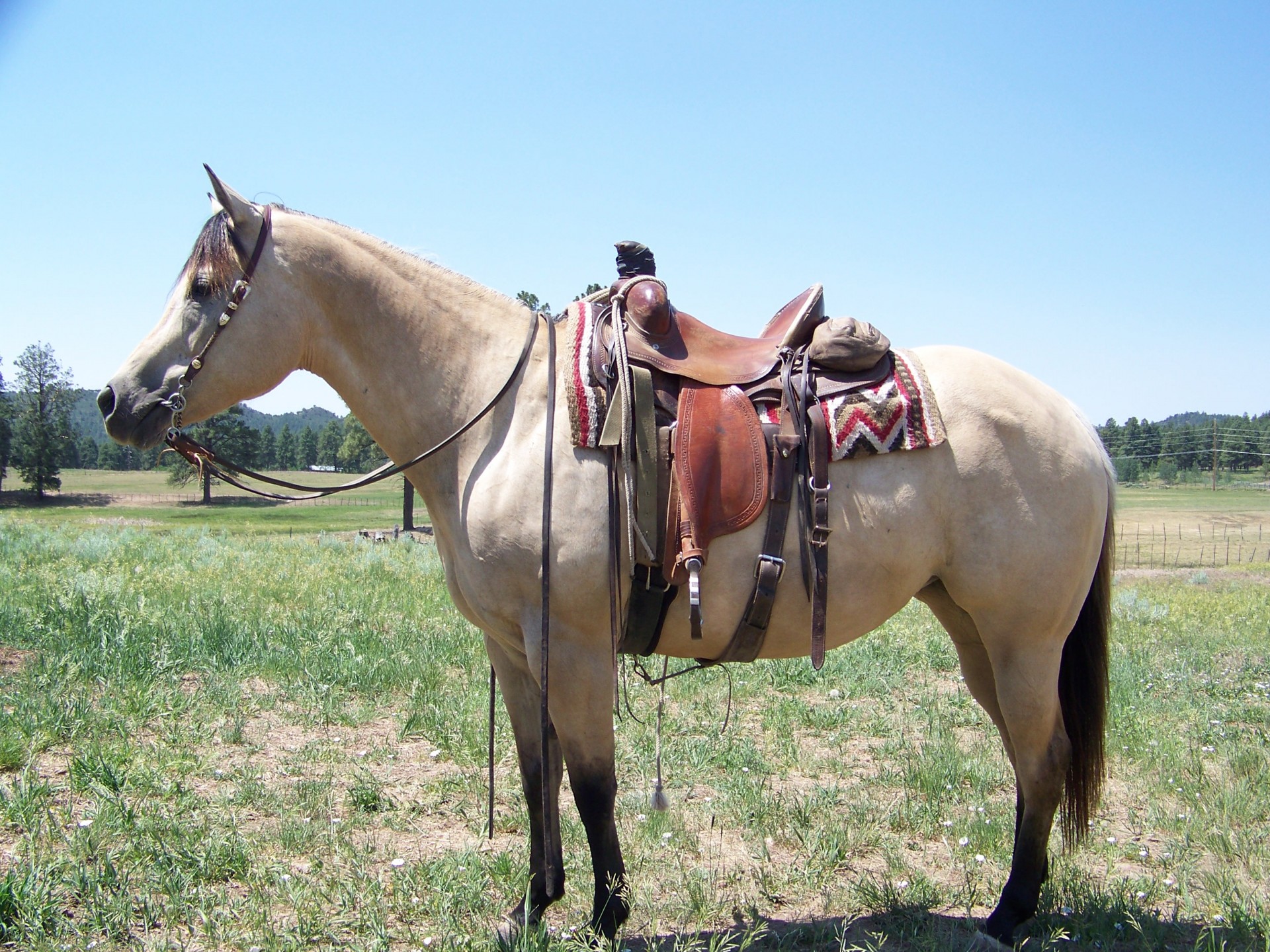 PRICE REDUCED--Classy Buckskin Mare