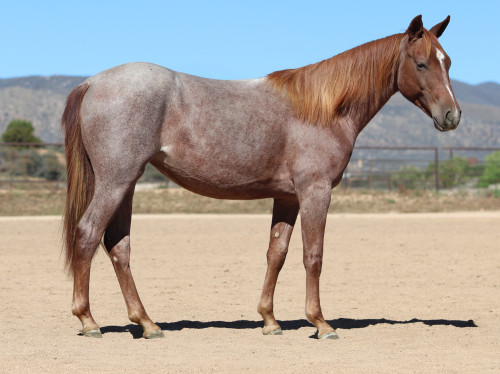 Quarter Horse