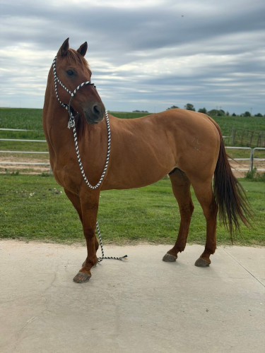 Quarter Horse (Quarter Horse, Gelding) in Macksvillle, KS