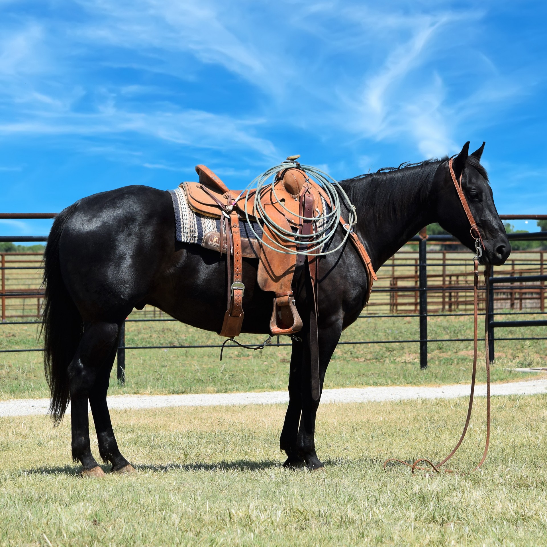 Gentle Young Ranch Gelding