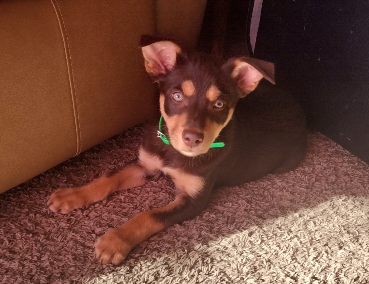Yellow kelpie for best sale sale