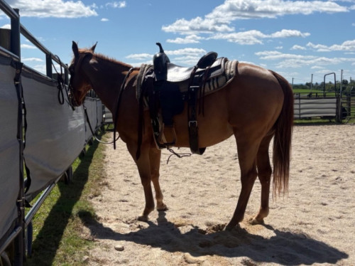 Quarter Horse (Quarter Horse, Mare) in Hamburg, PA