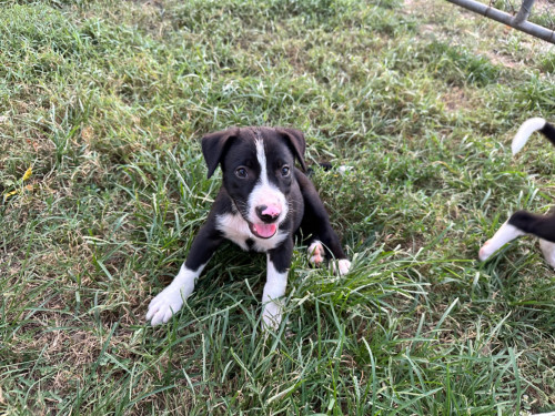 Mixed breed