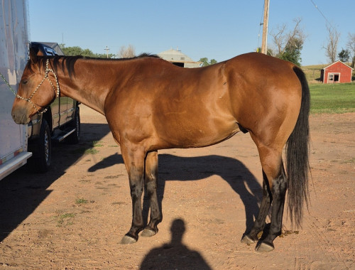 Quarter Horse (Quarter Horse, Gelding) in Hazen, ND