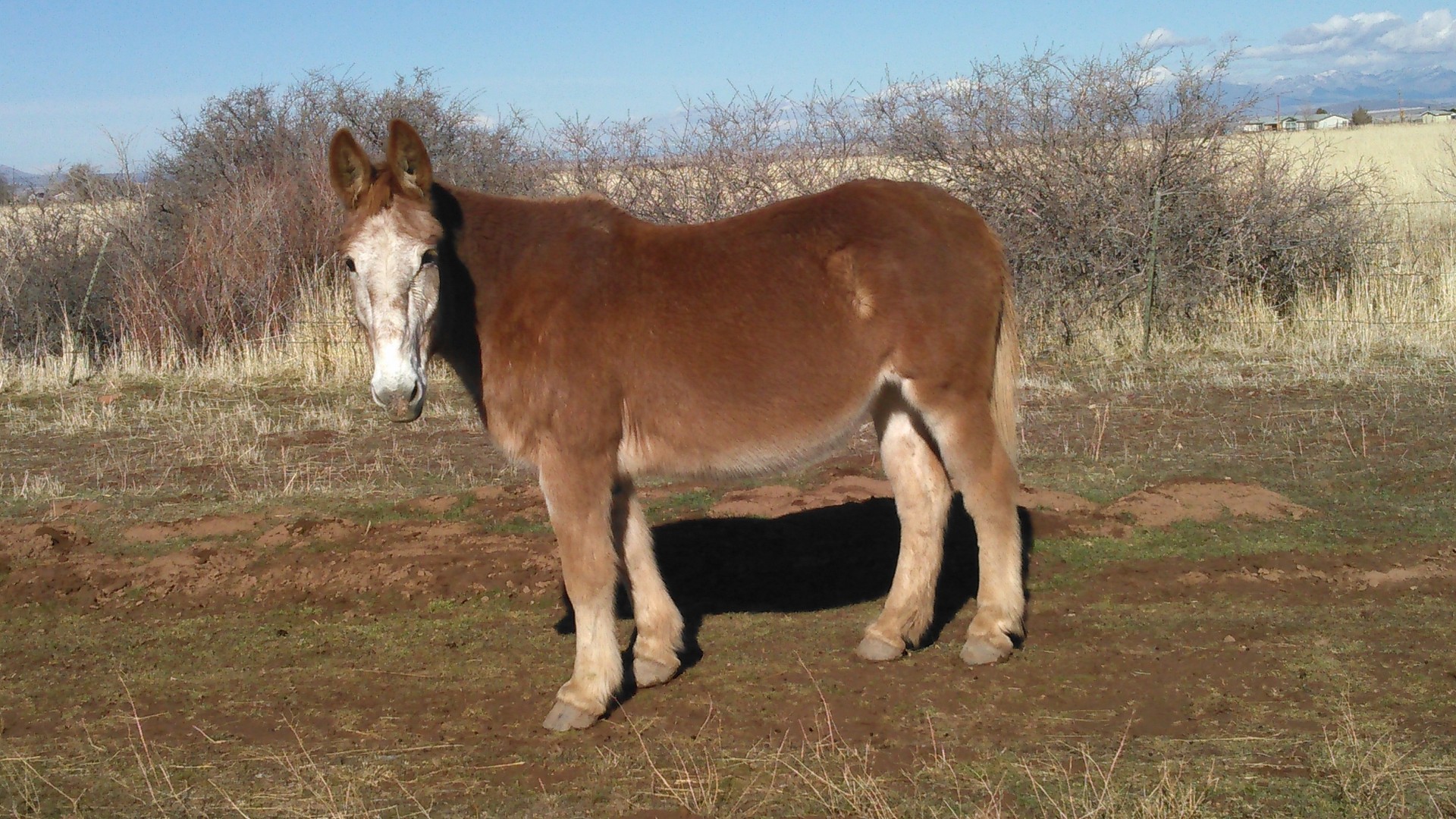 Belgian Draft Mule