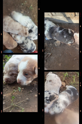 Australian Shepherd (Australian Shepherd, 0 mo) in Alva, WY