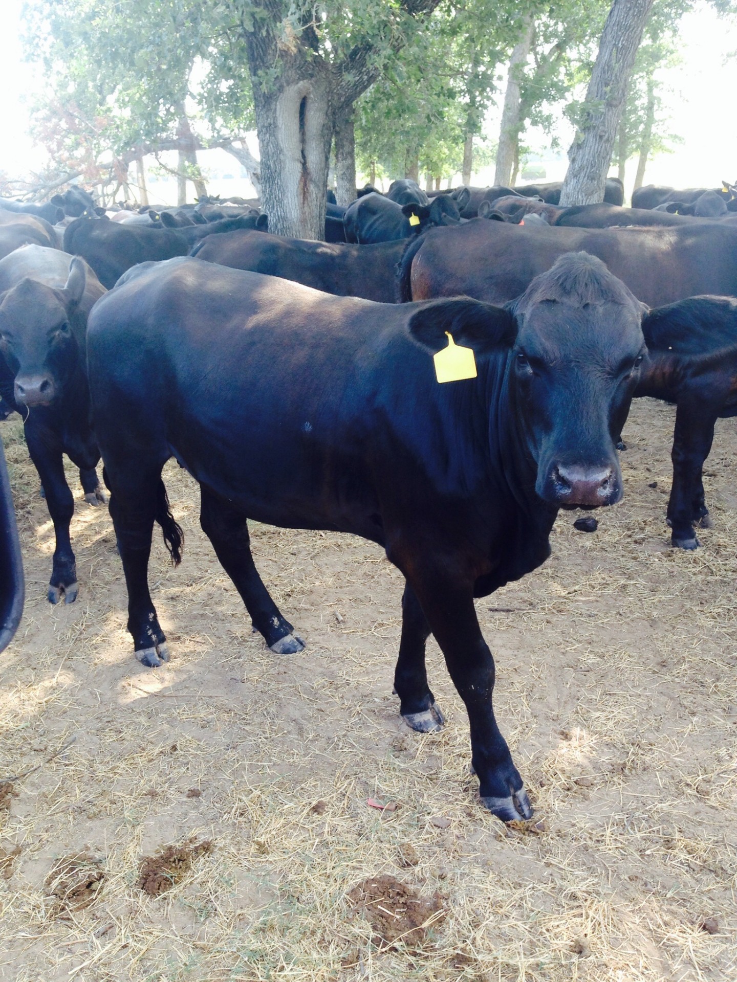 300 - Brangus Heifers - Texas