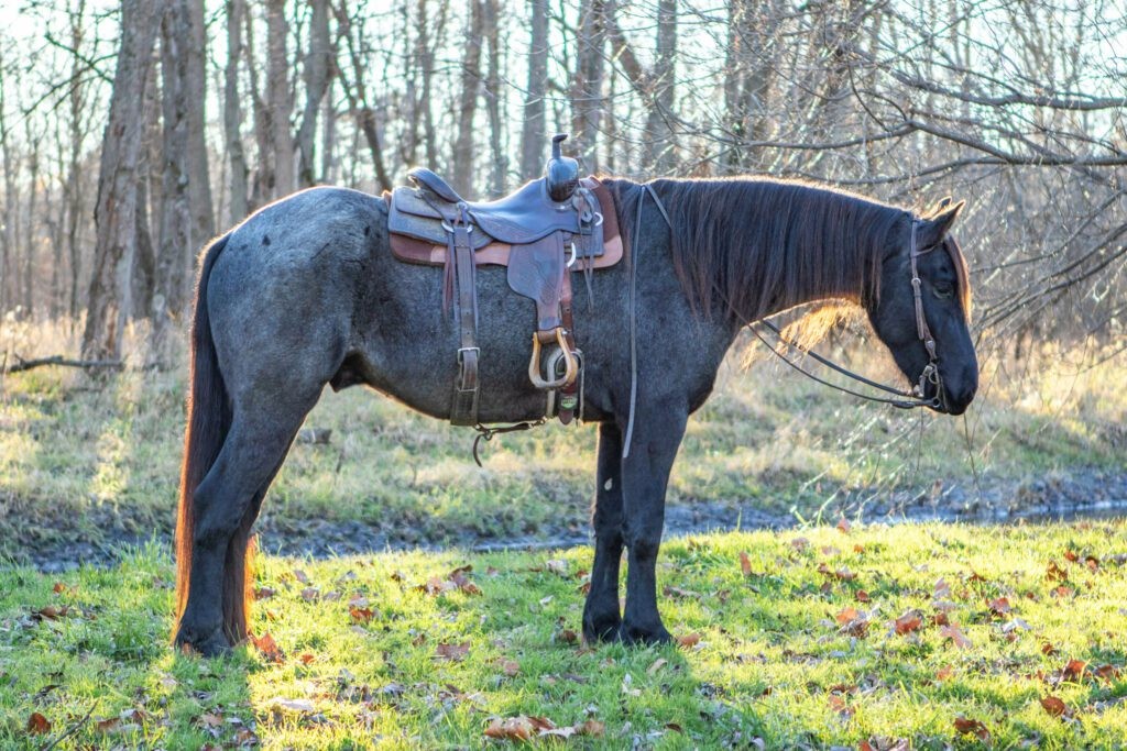 MR FRANK JONES 2019 GRADE Quarter Horse Cross Blue Roan Gelding!
