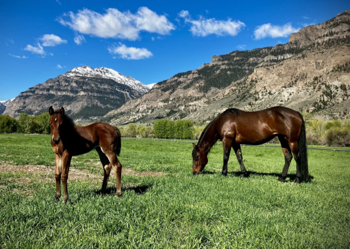 Quarter Horse (Quarter Horse, Mare) in Cody, WY