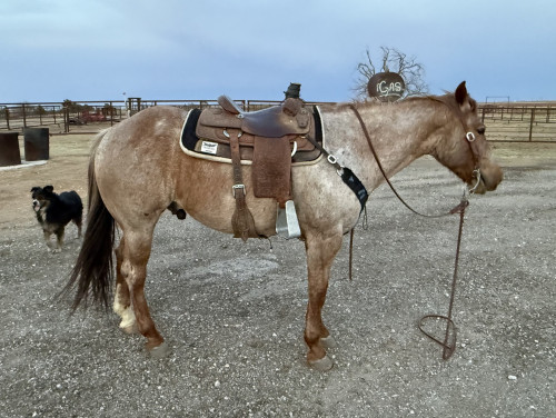 Quarter Horse (Quarter Horse, Gelding) in Abernathy, TX