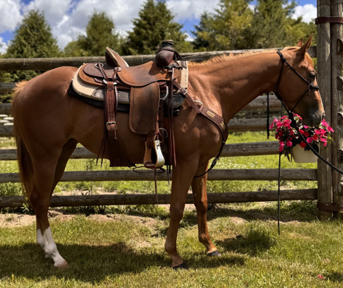 Quarter Horse (Quarter Horse, Mare) in Cleveland, WI