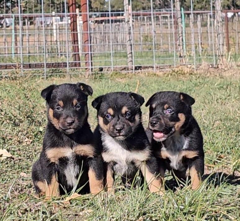 Beautiful High Quality Australian Cattle Dog x Kelpie Cross Pups