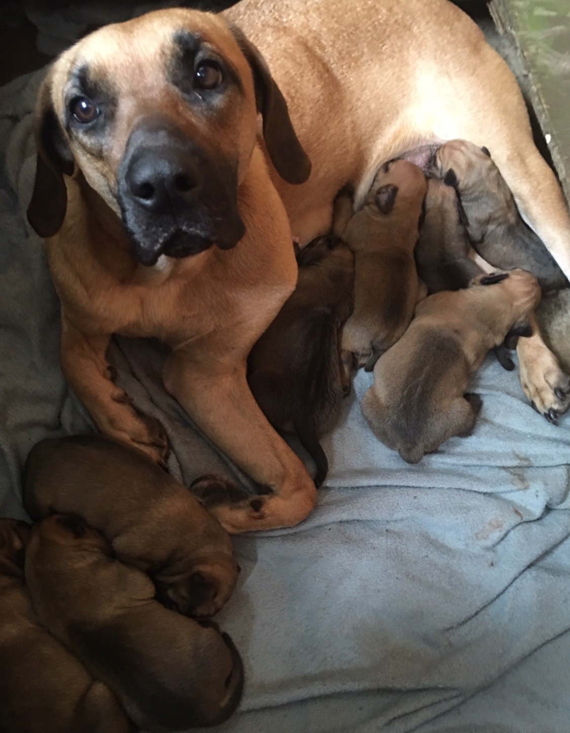 Weatherford ben black mouth sales cur