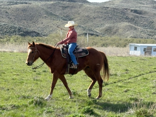 Quarter Horse (Quarter Horse, Mare) in Oroville, WA