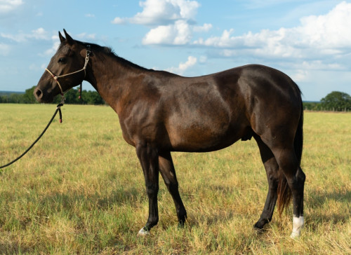 Quarter Horse