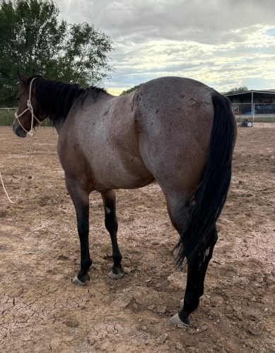 Quarter Horse (Quarter Horse, Gelding) in Belen, NM