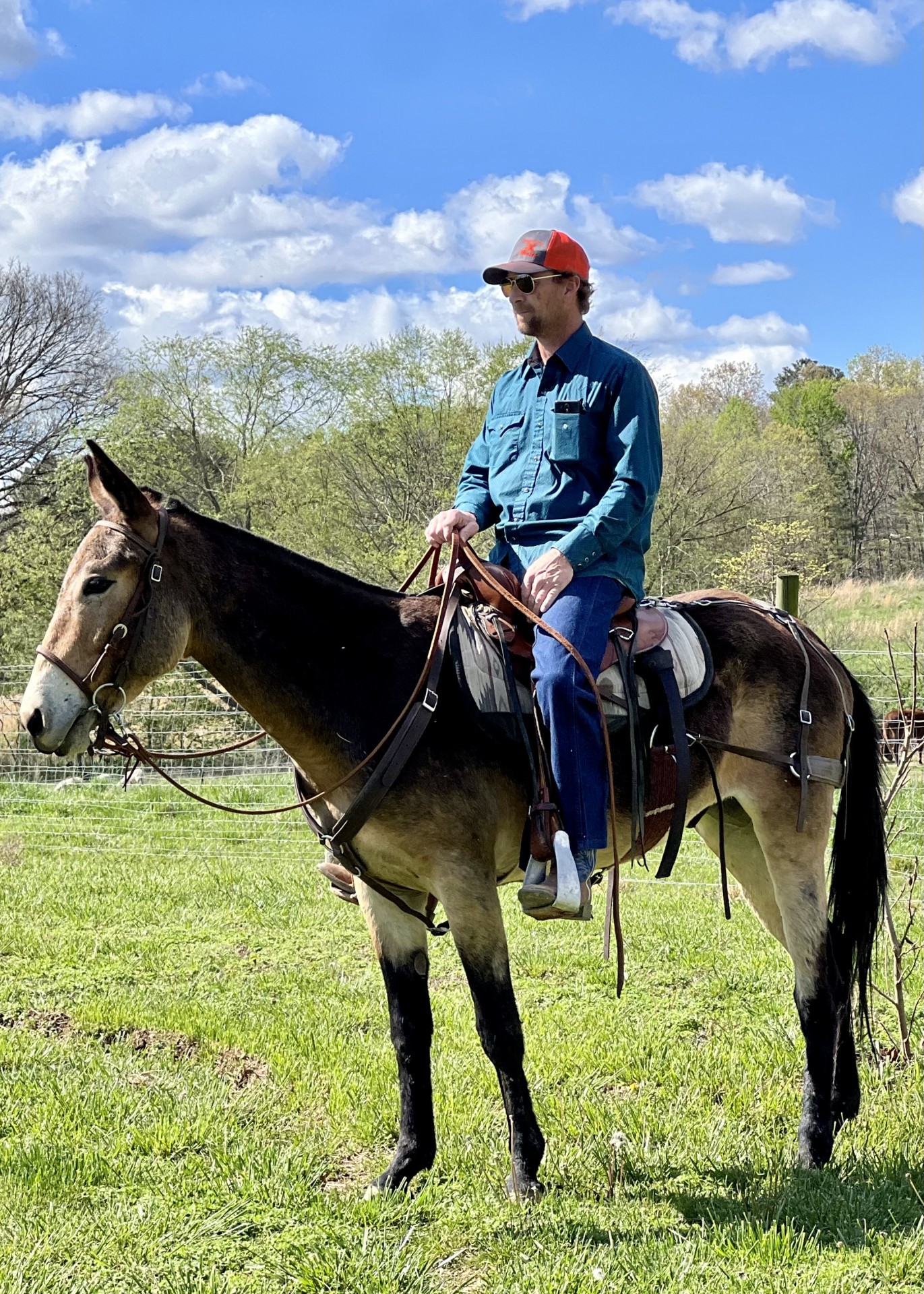 Buckskin Mule Gelding