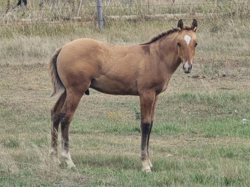 Quarter Horse (Quarter Horse, Stallion) in Hebron, ND