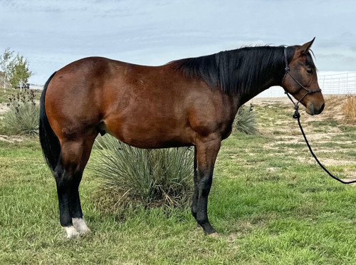 Quarter Horse (Quarter Horse, Gelding) in Bayard, NE
