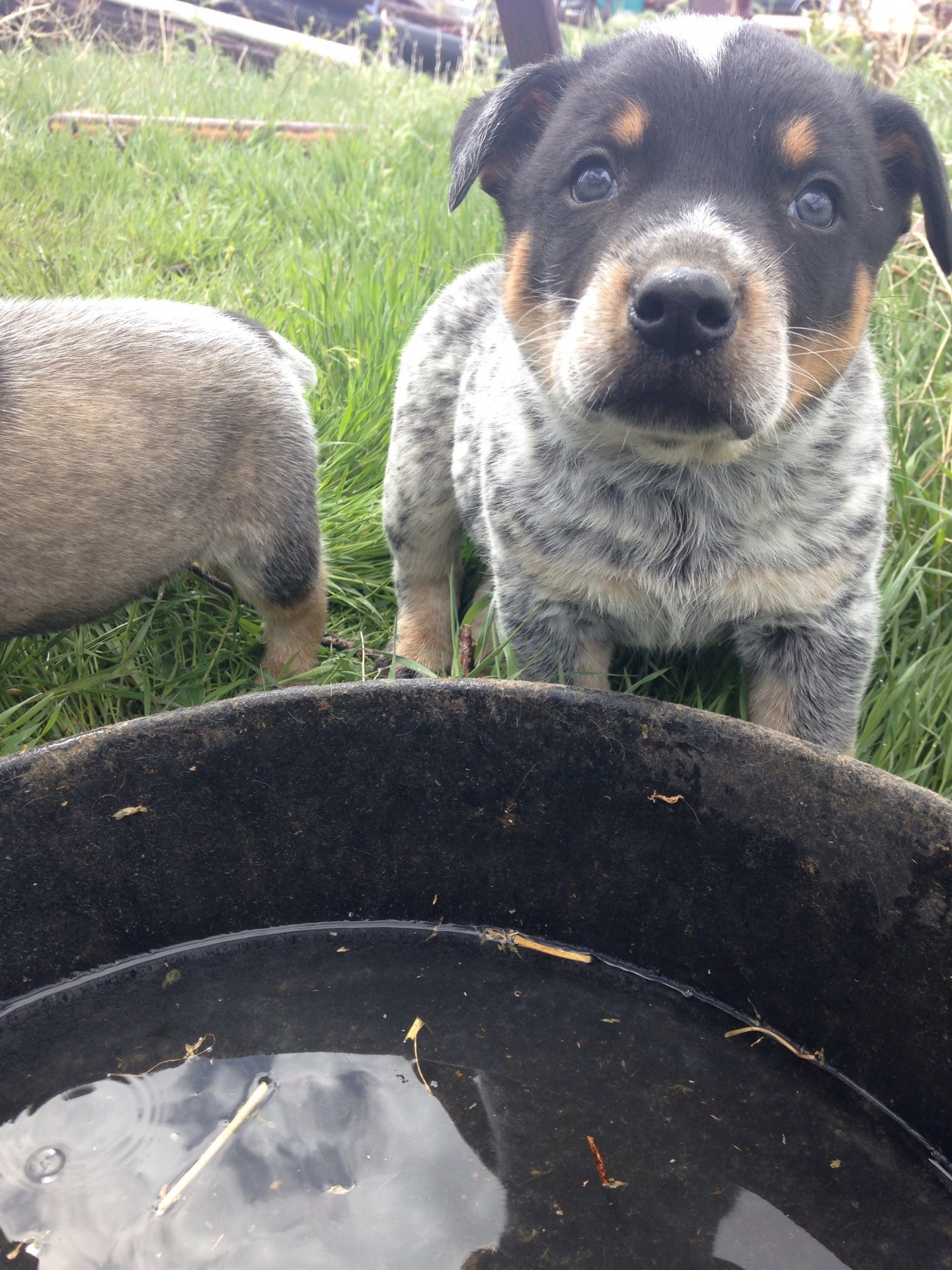 Blue Heeler Kelpie Cross Puppies