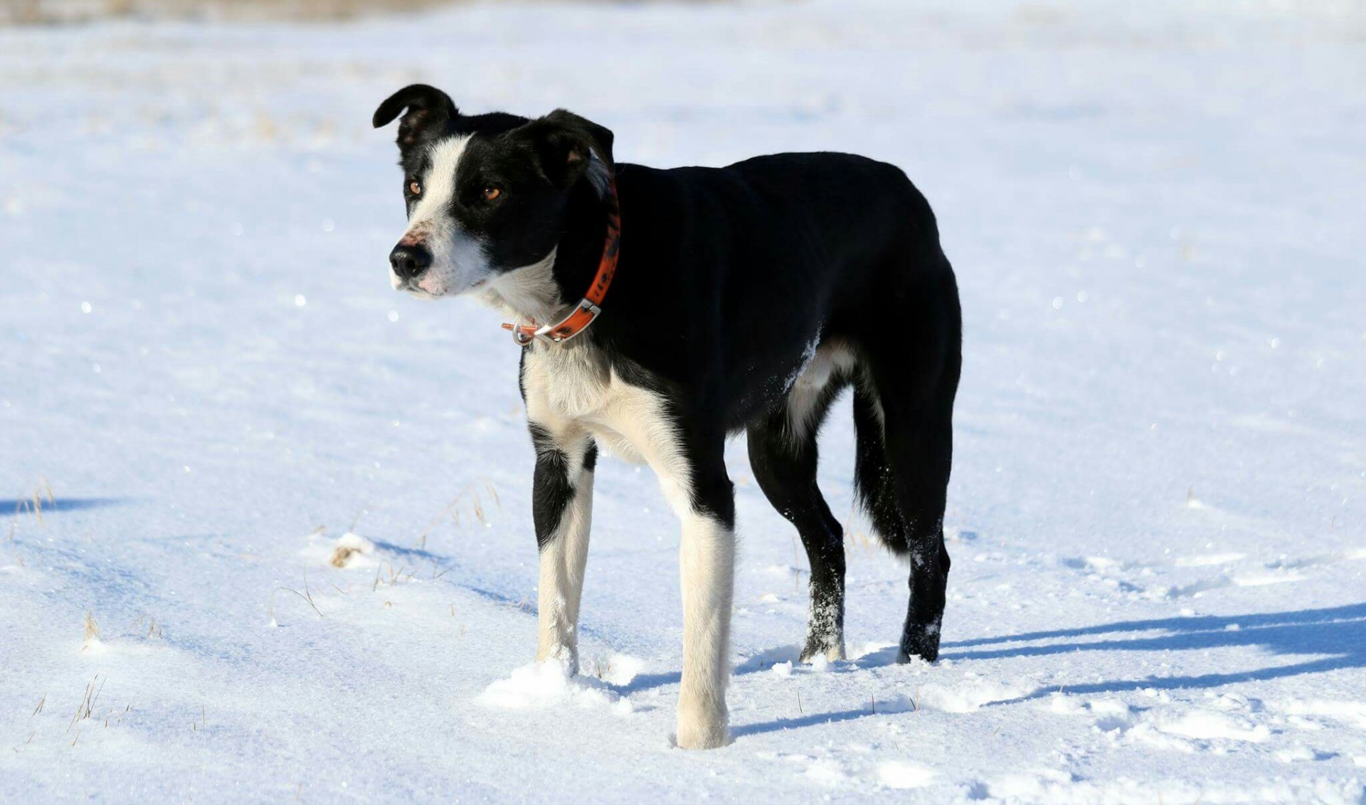 Gus, 2017 Red Bluff Entry