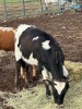 Longhorn Steers