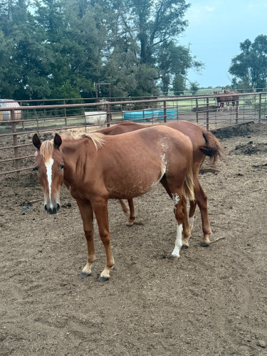 Quarter Horse (Quarter Horse, Filly (under 4)) in Partridge, KS