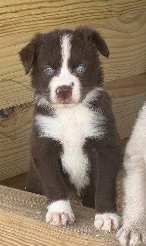 Australian Shepherd (Australian Shepherd, Female) in Charleston, IL