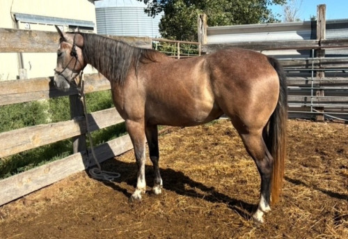 Quarter Horse (Quarter Horse, Filly (under 4)) in Gothenburg, NE