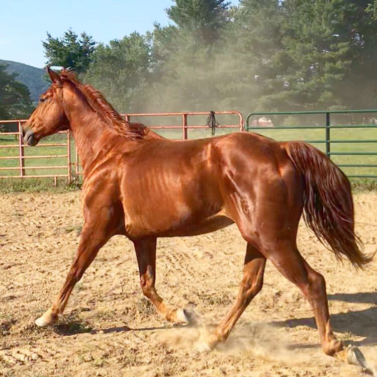 Athletic, Experienced AQHA All Around Gelding