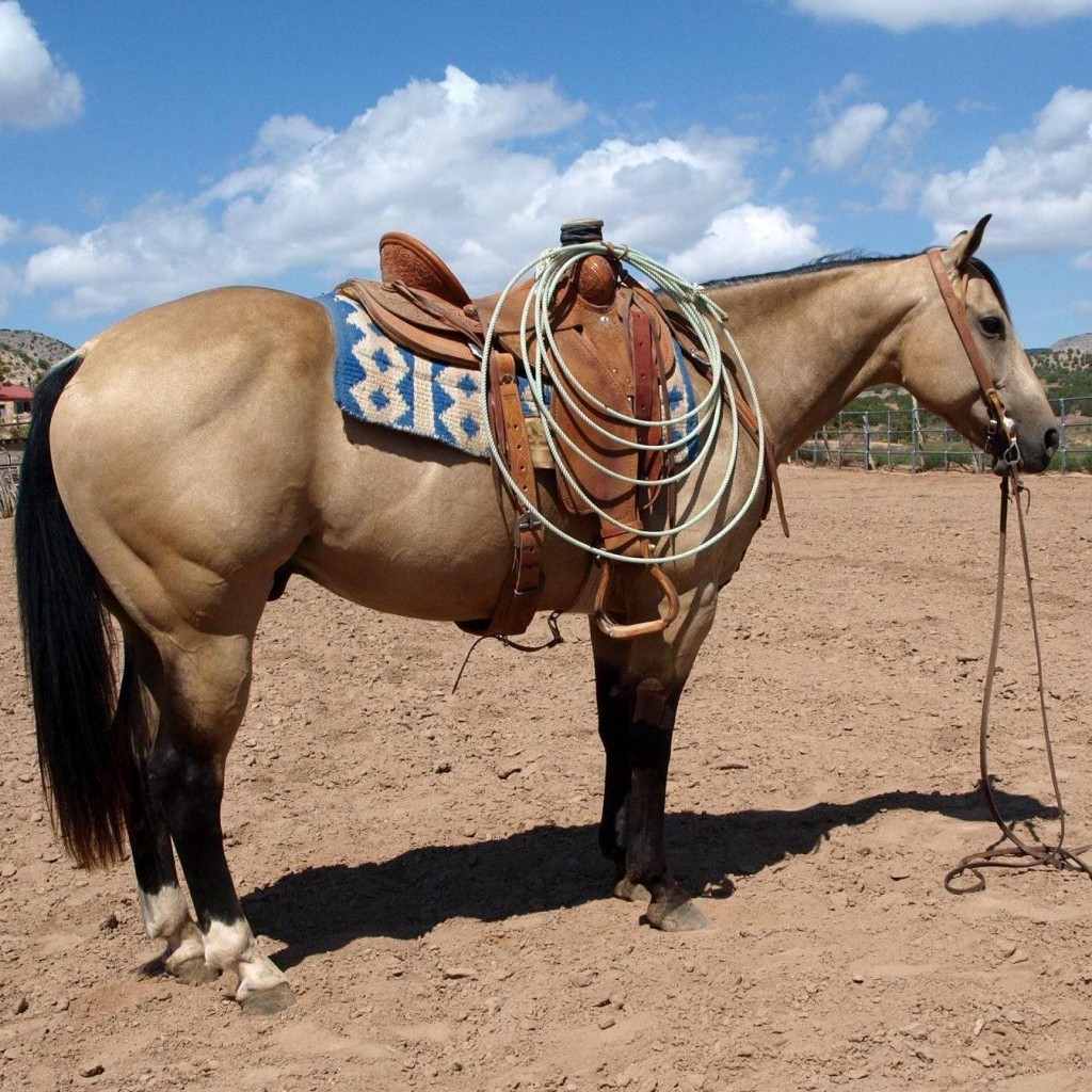 Boyd Ranch Buckskin Ranch/Rope Gelding